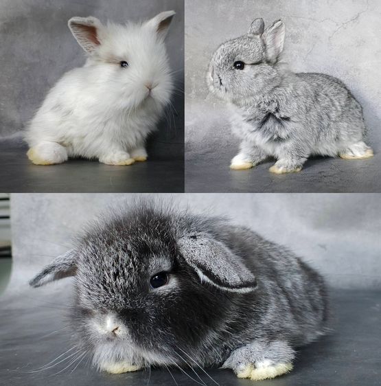 กระต่ายหลายพันธุ์