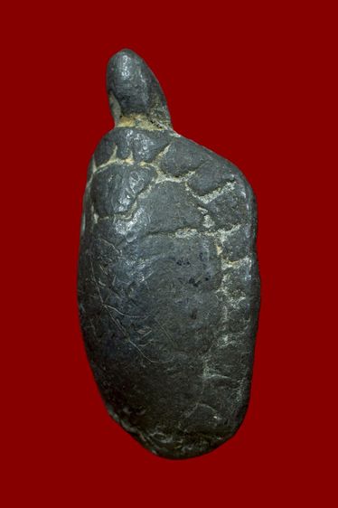 เต่าหลวงปู่ศุข รูปที่ 3