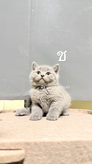 ลูกหมี ชอทแฮร์ราคากันเองสีบลูแท้