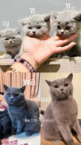 ลูกหมี ชอทแฮร์ราคากันเองสีบลูแท้ รูปที่ 5