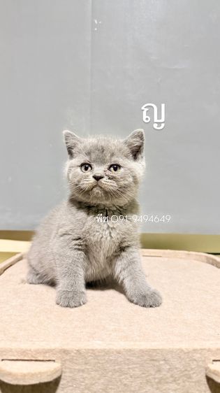 ลูกหมี ชอทแฮร์ราคากันเองสีบลูแท้ รูปที่ 2