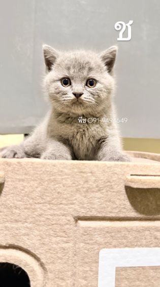 ลูกหมี ชอทแฮร์ราคากันเองสีบลูแท้ รูปที่ 3