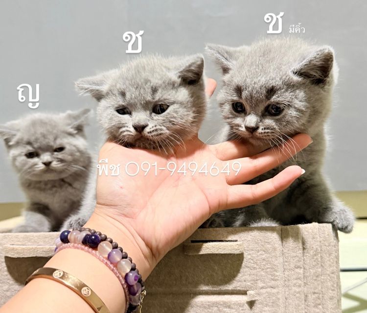 ลูกหมี ชอทแฮร์ราคากันเองสีบลูแท้ รูปที่ 4
