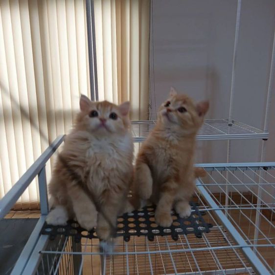 เเมวสก๊อตติชโฟ รูปที่ 2