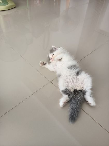 แมวเปอร์เซียเด็กชาย รูปที่ 3