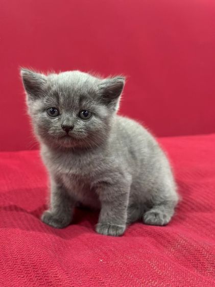 ลูกแมว บริติช ช็อตแฮร์ สีบลู ใบwcf ชาย ย้ายกุมภาพันธ์ รูปที่ 3