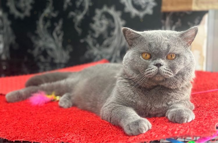 ลูกแมว บริติช ช็อตแฮร์ สีบลู ใบwcf ชาย ย้ายกุมภาพันธ์ รูปที่ 8