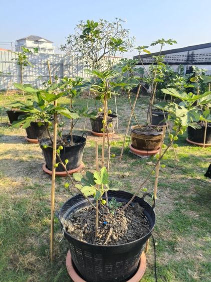 มะเดื่อฝรั่ง รูปที่ 4