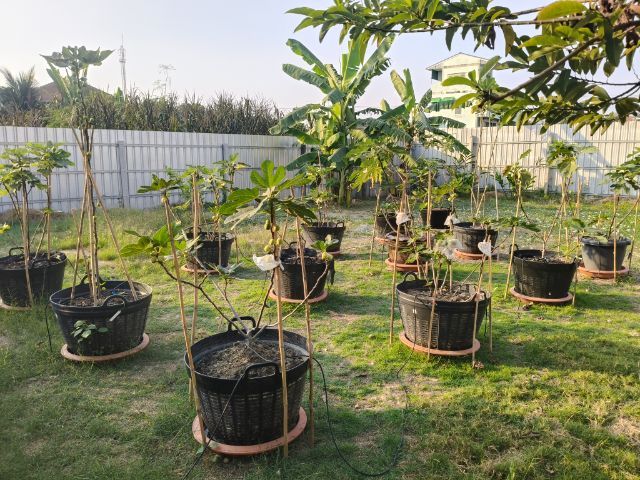 มะเดื่อฝรั่ง รูปที่ 2