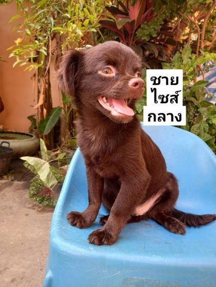 ชิวาวาขนยาว สีช็อค อายุ 5 เดือน รูปที่ 3