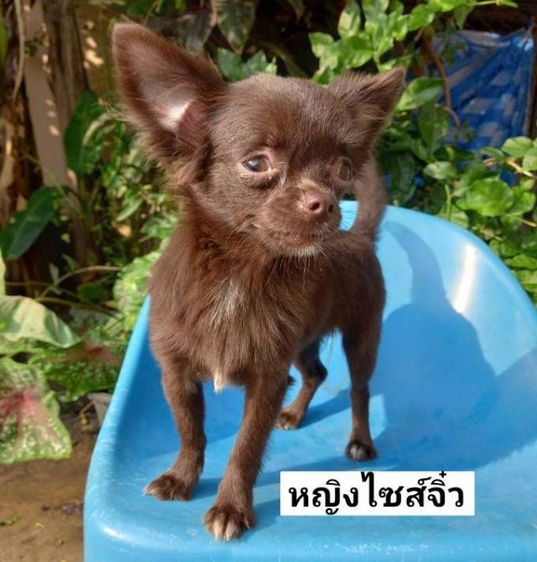 ชิวาวาขนยาว สีช็อค อายุ 5 เดือน รูปที่ 2