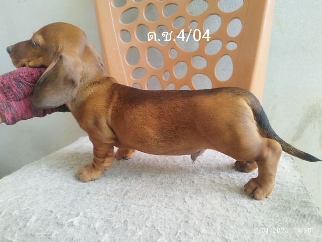 ดัชชุน มินิ เพศชาย No.2 ราคา 5000 บาท , No.4 4000 บาท สายเลือดแชมป์ สายพันธ์ุต่างประเทศ สนใจติดต่อ0897427279 เฟสบุ๊ค,สามปรายฟาร์ม,ชัยภูมิ รูปที่ 4