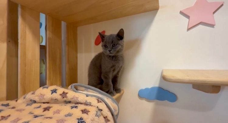 บริติช รูปที่ 2