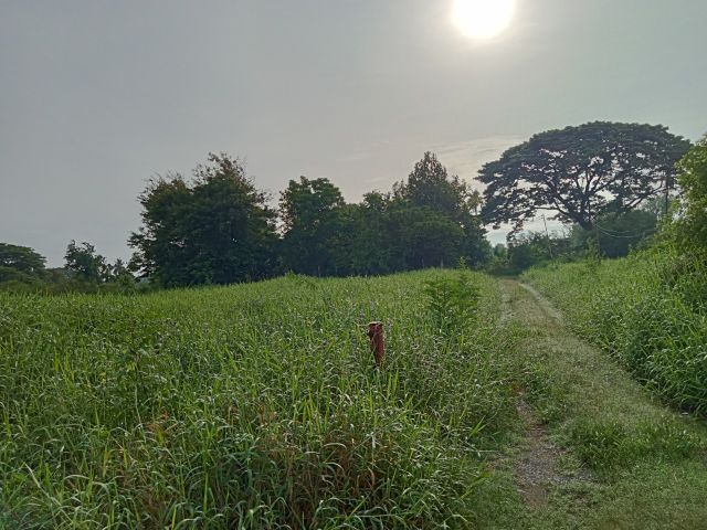 ใช่ ขายที่ดิน ตำบลบางม่วง อำเภอบางใหญ รูปที่ 4