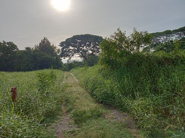 ขายที่ดิน ตำบลบางม่วง อำเภอบางใหญ