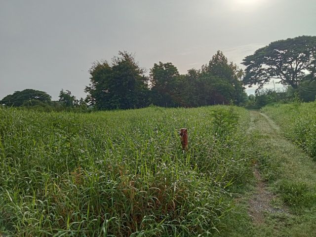 ใช่ ขายที่ดิน ตำบลบางม่วง อำเภอบางใหญ รูปที่ 2
