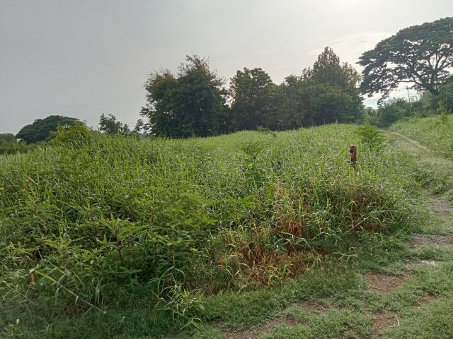 ใช่ ขายที่ดิน ตำบลบางม่วง อำเภอบางใหญ รูปที่ 3