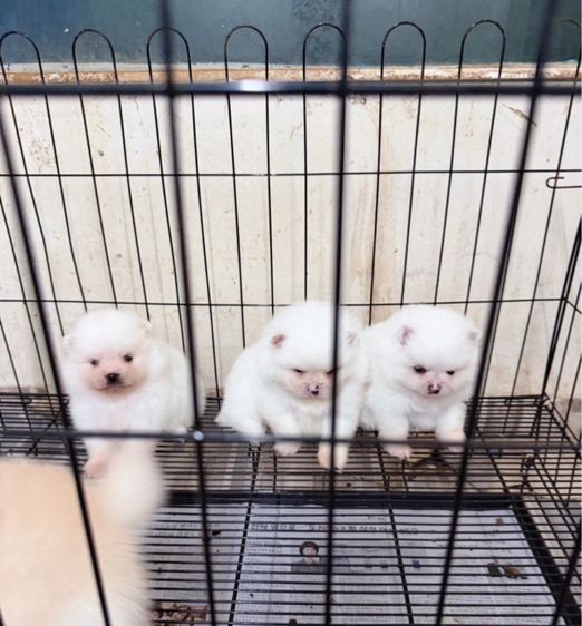 ปอมเมอเรเนียน (Pomeranian) เล็ก สุนัข