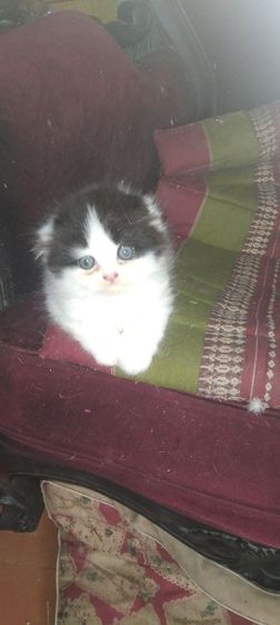บริติช ชอร์ตแฮร์ (British Shorthair) แมวเปอร์เซีย-สก็อตติสราคาถูกมาก สนใจติดต่อ0845085573