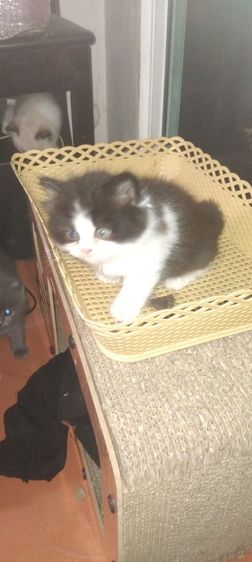 แมวเปอร์เซีย-สก็อตติสราคาถูกมาก สนใจติดต่อ0845085573 รูปที่ 6