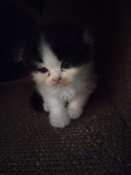 แมวเปอร์เซีย-สก็อตติสราคาถูกมาก สนใจติดต่อ0845085573 รูปที่ 2