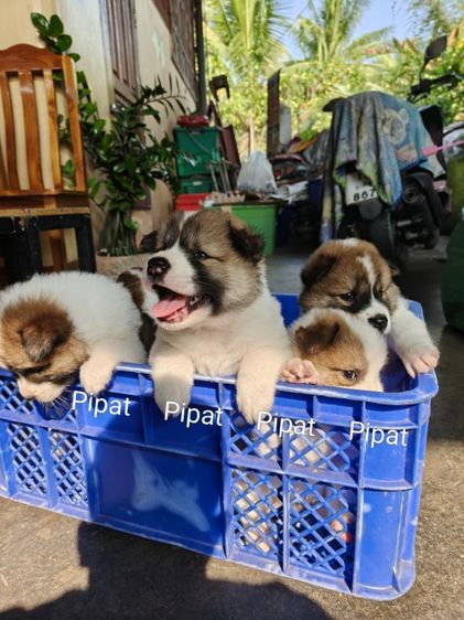 ลูกสุนัขบางแก้วแท้ รูปที่ 3