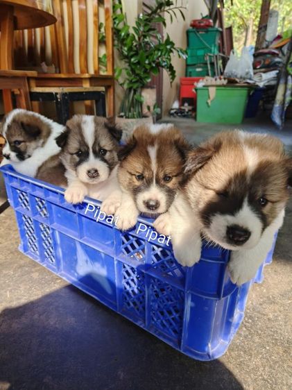 ลูกสุนัขบางแก้วแท้