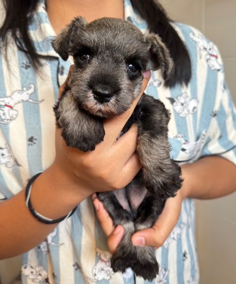 ชเนาเซอร์ เพศเมียสีsaltpepper ราคาพิเศษ รูปที่ 9