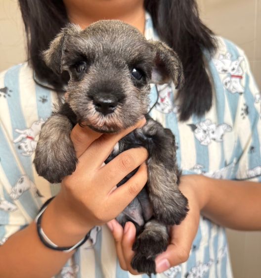 ชเนาเซอร์ (Schnauzer) เล็ก ชเนาเซอร์ เพศเมียสีsaltpepper ราคาพิเศษ