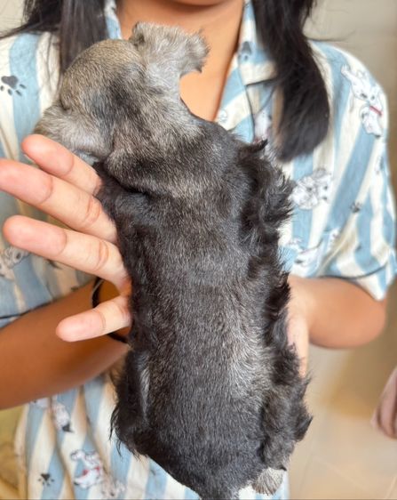 ชเนาเซอร์ เพศเมียสีsaltpepper ราคาพิเศษ รูปที่ 10