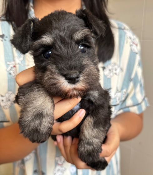 ชเนาเซอร์เพศเมียสีแบล็คซิลเวอร์ ตัวเล็กราคาพิเศษ รูปที่ 6