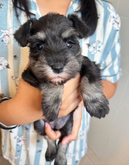 ชเนาเซอร์เพศเมียสีแบล็คซิลเวอร์ ตัวเล็กราคาพิเศษ รูปที่ 2