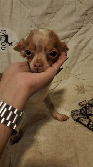 ชิวาวา (Chihuahua) เล็ก ชิวาว่า