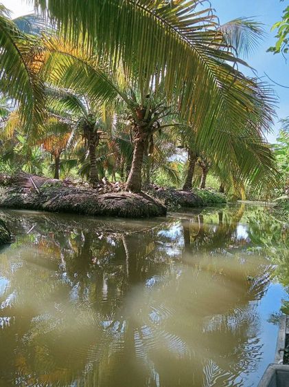 ขายที่ดินสวนมะพร้าว รูปที่ 2