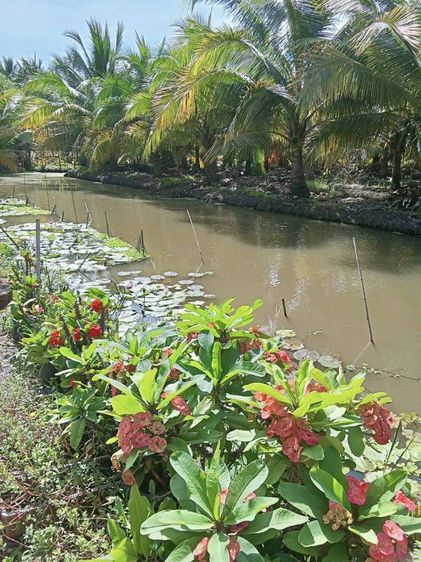 ขายที่ดินสวนมะพร้าว รูปที่ 4