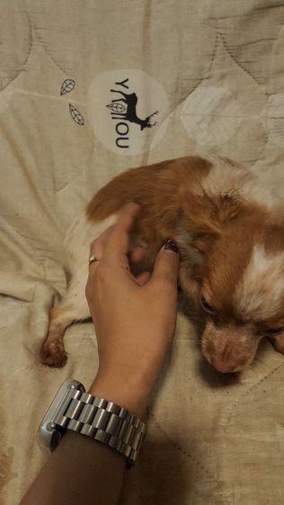 ชิวาว่า รูปที่ 4