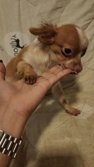 ชิวาวา (Chihuahua) เล็ก ชิวาว่า