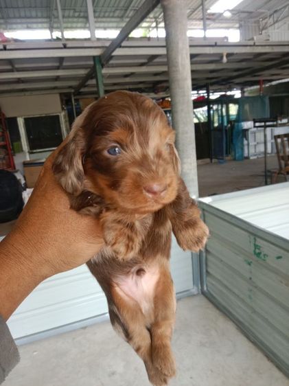 ดัชชุน (Dachshund) เล็ก ดัชชุนขนยาว