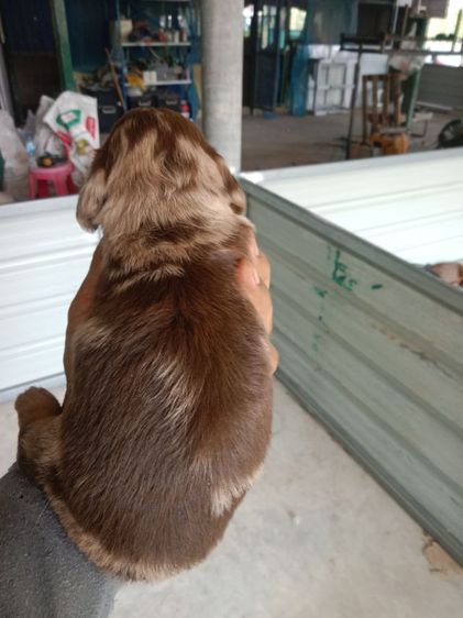 ดัชชุนขนยาว รูปที่ 3