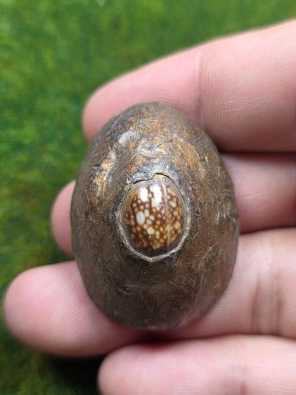 เบี้ยแก้หลวงปู่บุญเก่าๆ