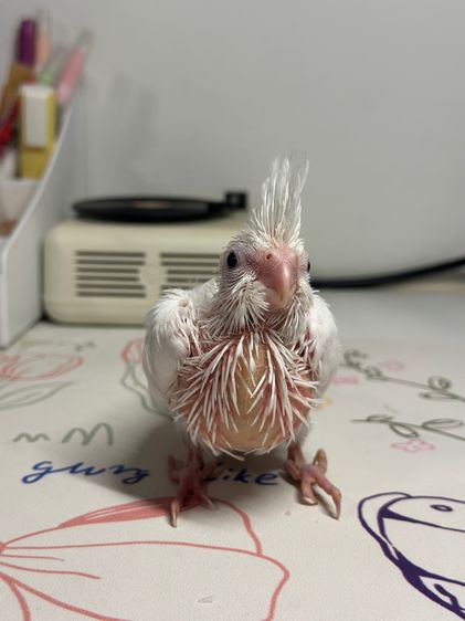 นกค๊อกคาเทลไวเฟสเคลียร์พาย รูปที่ 3