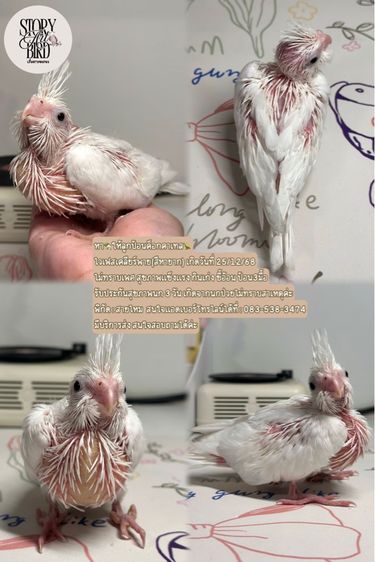 นกค๊อกคาเทลไวเฟสเคลียร์พาย รูปที่ 5