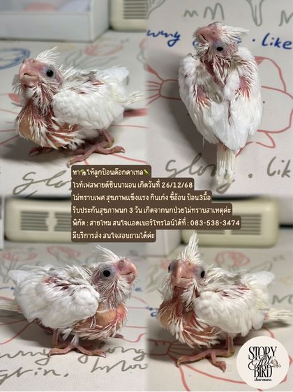 นกค๊อกคาเทลไวท์เฟสพายกั๊กชินนามอน รูปที่ 5