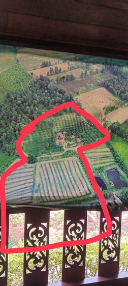 ขายที่ดินพร้อมบ้านและที่ดินการเกษตร อำเภอสีคิ้ว จ.นครราชสีมา โคราช โทร 089-2003-229(แม่หวี) รูปที่ 2