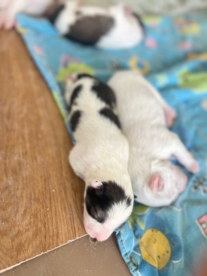 ขายลูกสุนัขบางแก้วแท้ ขาว-เทา กรุงเทพ พ่อแม่โครงสร้างใหญ่มีใบเพ็ด รูปที่ 5