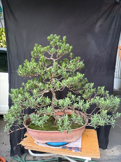 ต้นเทียนทะเล รูปที่ 2