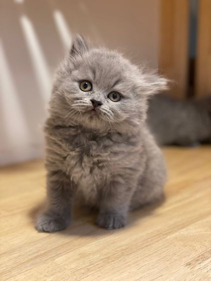 แมวมันช์กิ้นขายาว รูปที่ 9