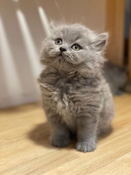 แมวมันช์กิ้นขายาว รูปที่ 8