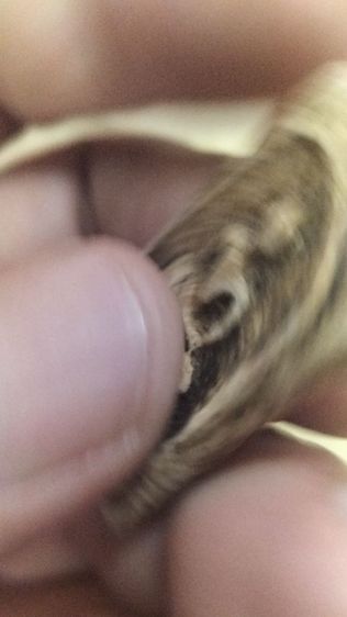 พระสมเด็จวัดระฆังพิมพ์ใหญ่ รูปที่ 10