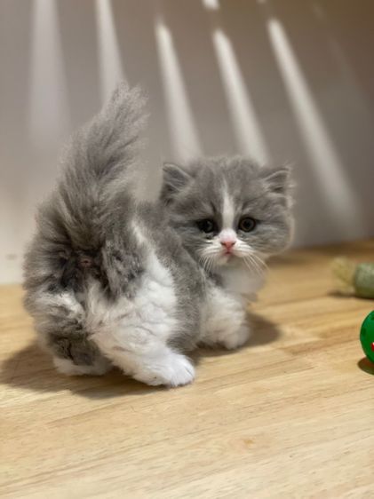 แมวมันช์กิ้น ขาสั้น รูปที่ 8